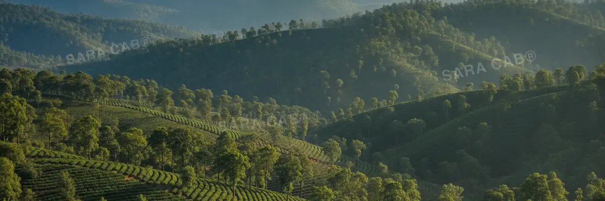 Coffee estates and rolling hills around Chikmagalur