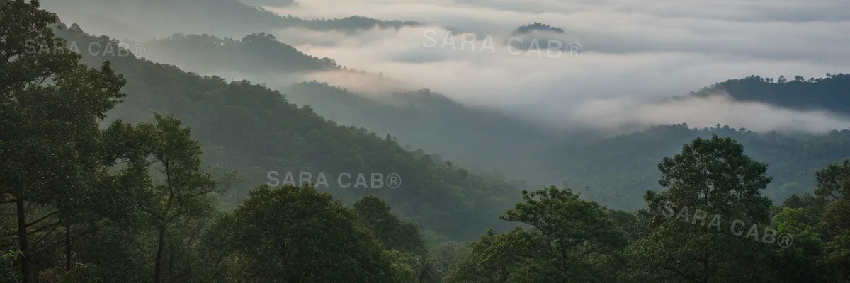 Mist over the forested hills above Madikeri in Coorg