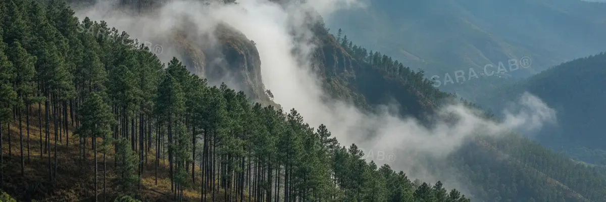 Pine forest and misty slopes above Kodaikanal