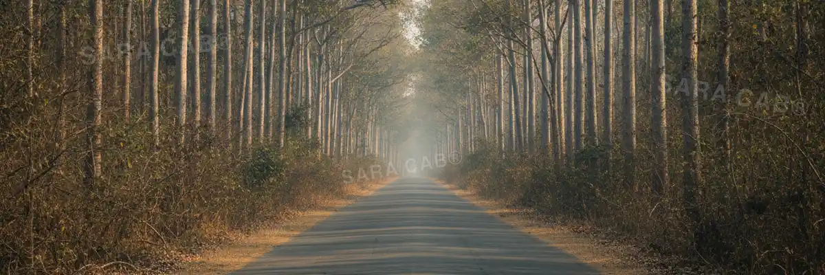 Tall forest and a quiet road through the Mudumalai reserve