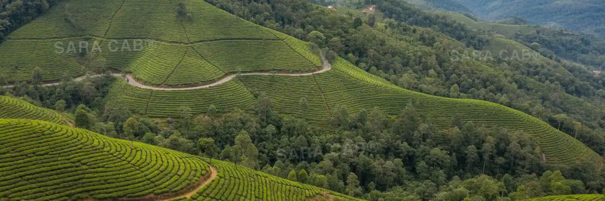 Tea estates on the hills above Valparai in the Anamalais